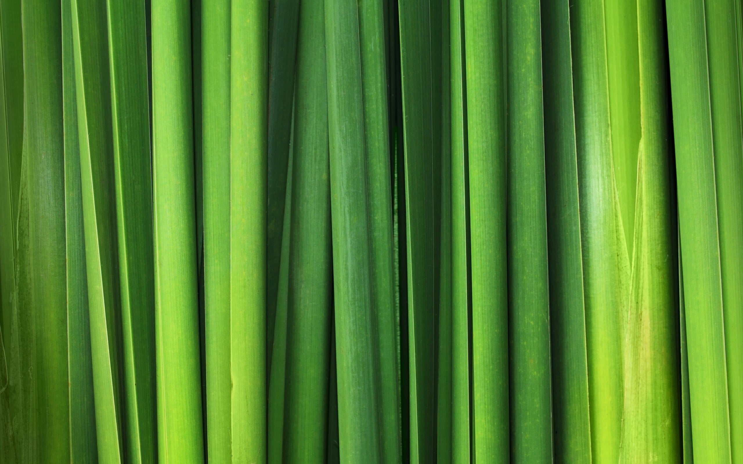 green curtain, nature, green