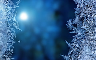 leafed plant, blue, blurred, ice, frost HD wallpaper