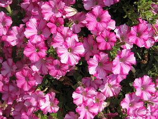 pink flowers HD wallpaper