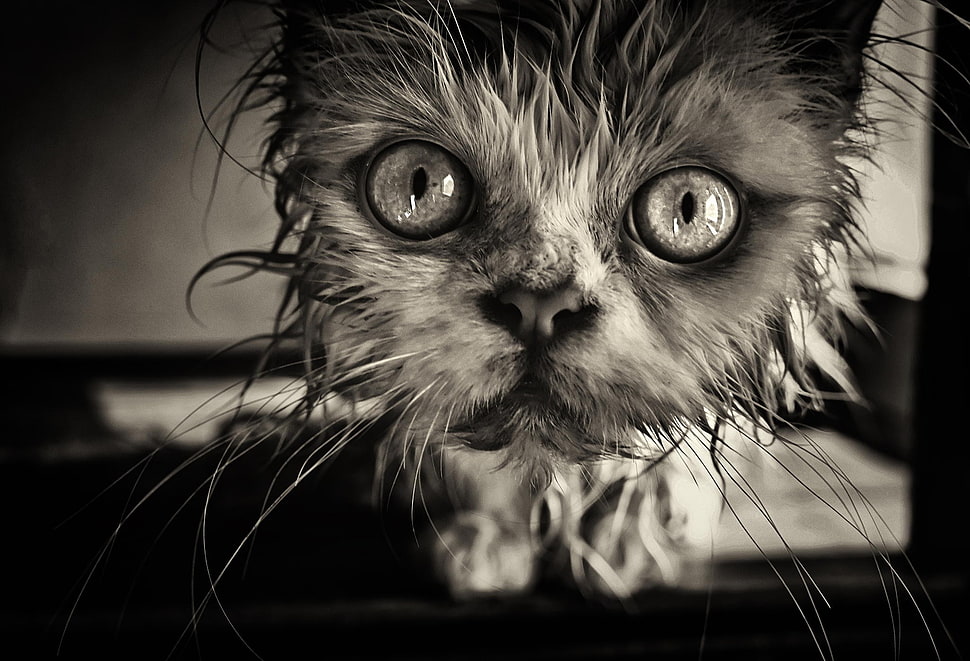 gray cat, cat HD wallpaper