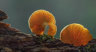 selective focus photography of two brown mushrooms on branch