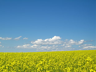 yellow Rapeseed flower field under white clouds blue sky