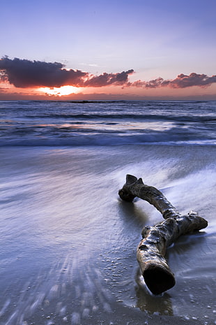 driftwood on beach shoreline during golden hour, cronulla