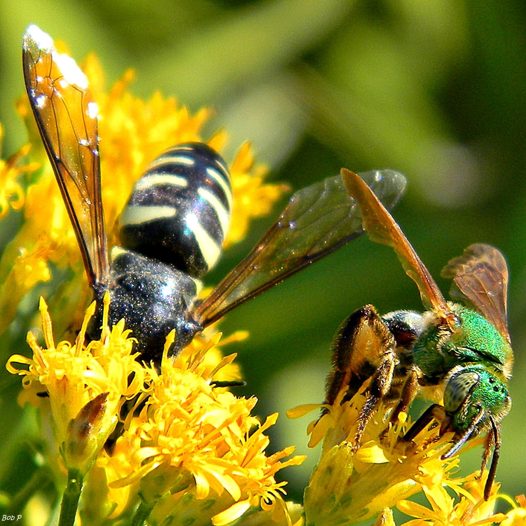 macro photography of bees on flowers during daytime