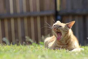 orange tabby cat on grass yawns at daytime