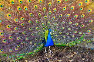 Peacock near gray cinder blocks