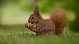 red squirrel holding a nut photo