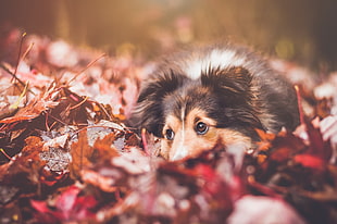 black and tan border collie puppy HD wallpaper