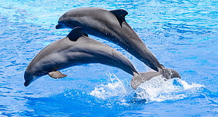 two grey dolphin jumping on water