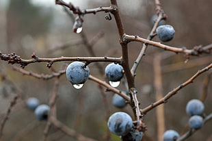 selective focus photography of blueberry with water about to drop