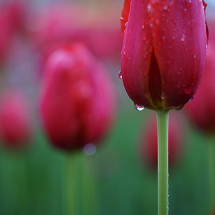 pink tulip selective focus photography HD wallpaper