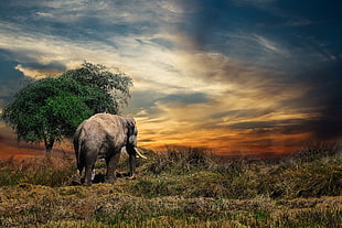 brown elephant, Elephant, Trees, Grass