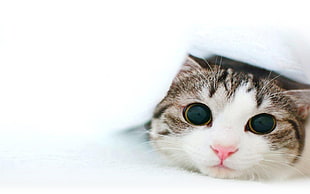 silver tabby kitten with eyes wide open