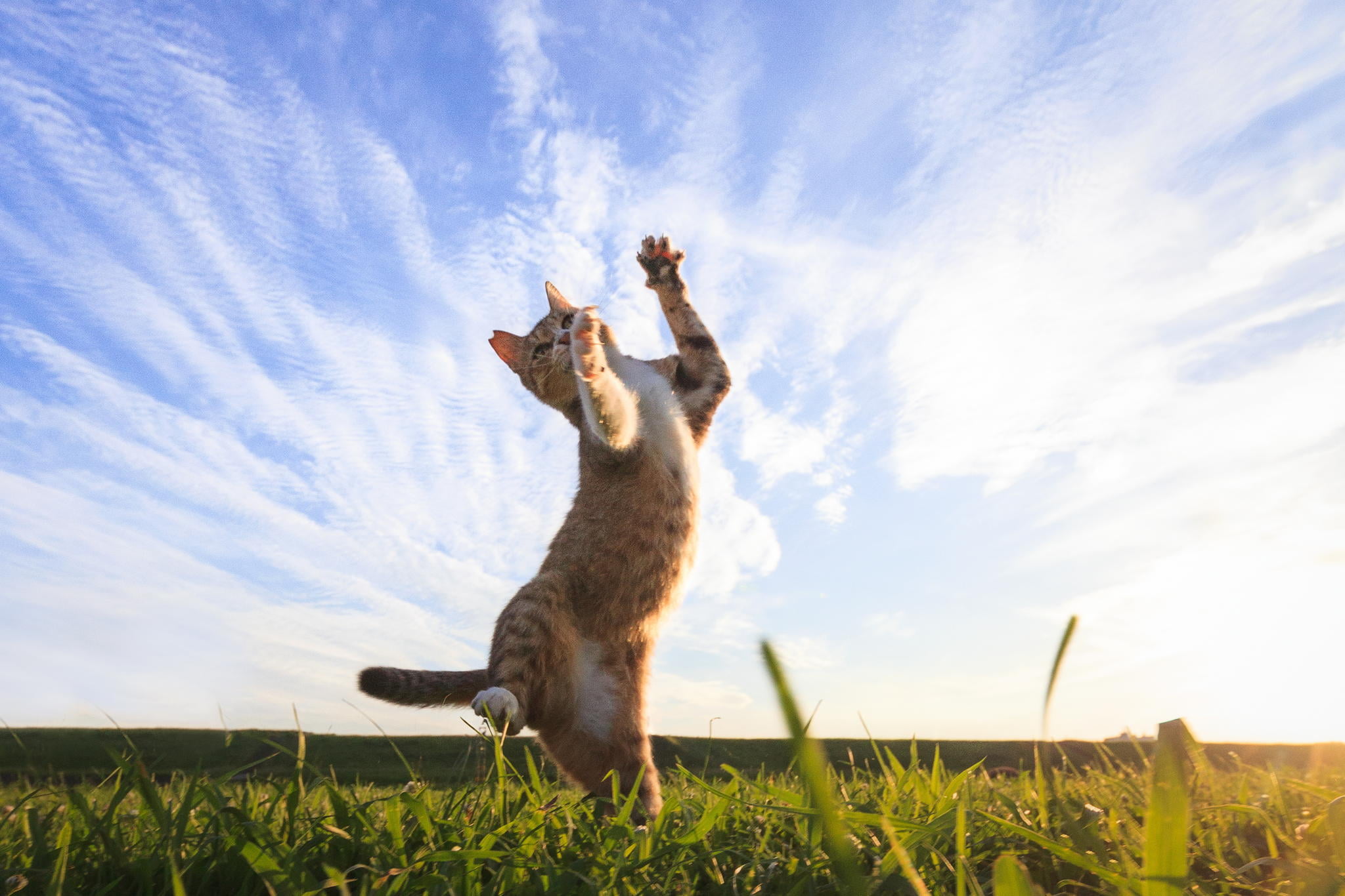 brown tabby cat, cat, animals, nature