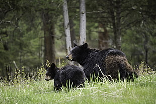 two black bears, Bears, Cub, Family HD wallpaper
