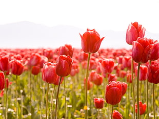red tulips over white sky