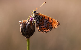 closeup photo of Leopard Lacewing butterfly