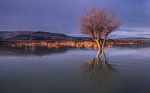 landscape photography of bare tree on body of water