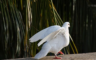 white doves HD wallpaper