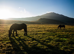 two horse on green grass