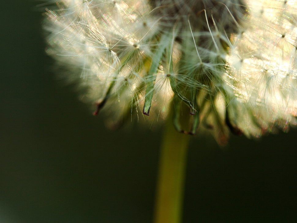 macro photography of Dandelion HD wallpaper