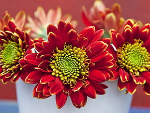 red-and-yellow flower