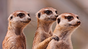 Meerkats,  Three,  Family,  Animals HD wallpaper