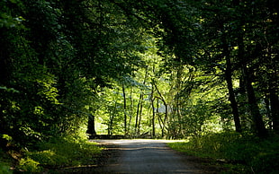 land pathway surrounded by trees
