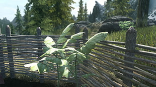 green leafed plant, The Elder Scrolls V: Skyrim, plants