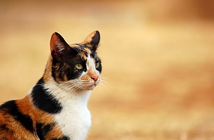 tricolored calico cat