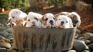 liter of tricolor puppies, puppies, dog, animals HD wallpaper