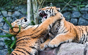 photo of two tigers in cage