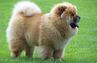 Adult brown Chow Chow on green grass lawn