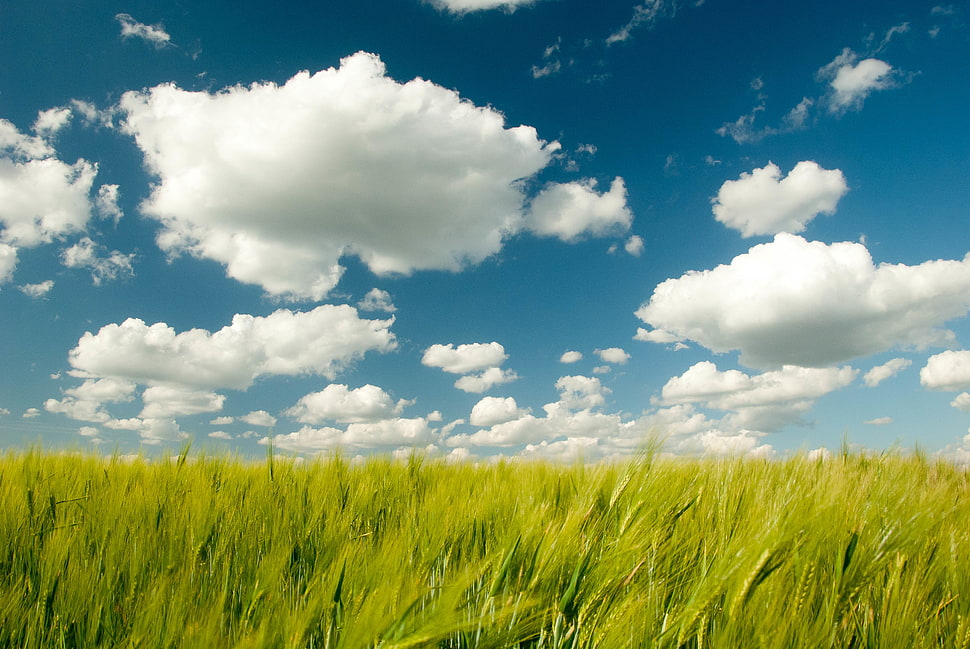 green grass field and cloud illustration HD wallpaper