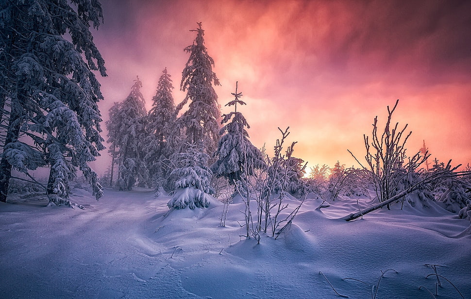 green pine tree, forest, winter, Germany, snow HD wallpaper