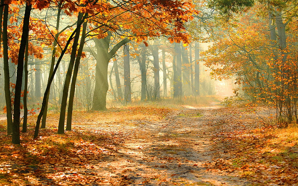 maple trees, landscape, forest HD wallpaper