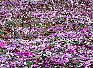field of purple flowers HD wallpaper
