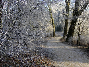 road between trees with snow photo during daytime