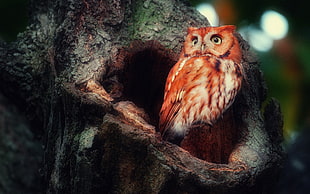 selective focus of perched owl HD wallpaper