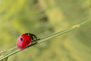 closeup photography of Ladybug beetle perched on green leaf HD wallpaper