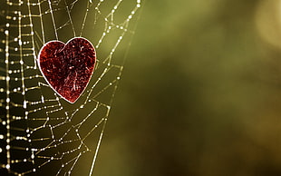 red heart pendant on spider web