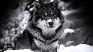 grayscale of wolf, dog, animals, wolf, selective coloring