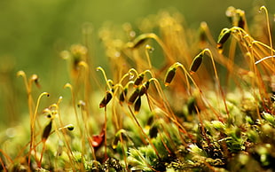 macro photography of plant HD wallpaper