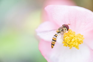 focus photography of bee in flower