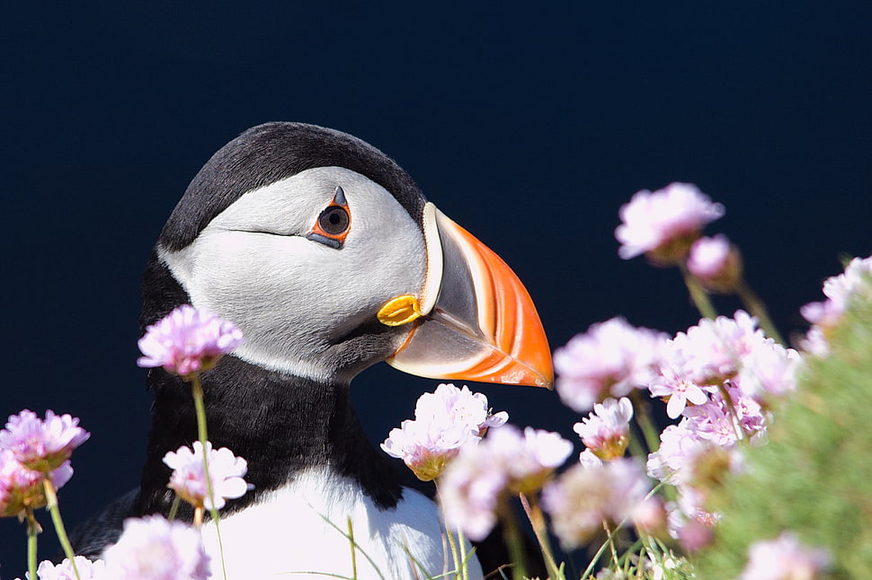 Atlantic puffin near pink flowers during daytime HD wallpaper
