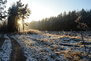 blue and white floral area rug, winter, forest, sun rays