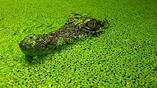 green crocodile, animals, crocodiles, plants, reptiles HD wallpaper