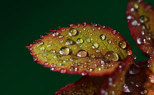 water drops on rose leaves