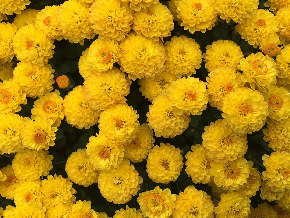 yellow petal flower lot HD wallpaper