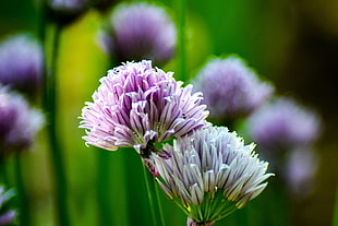 selective focus of purple flowers HD wallpaper